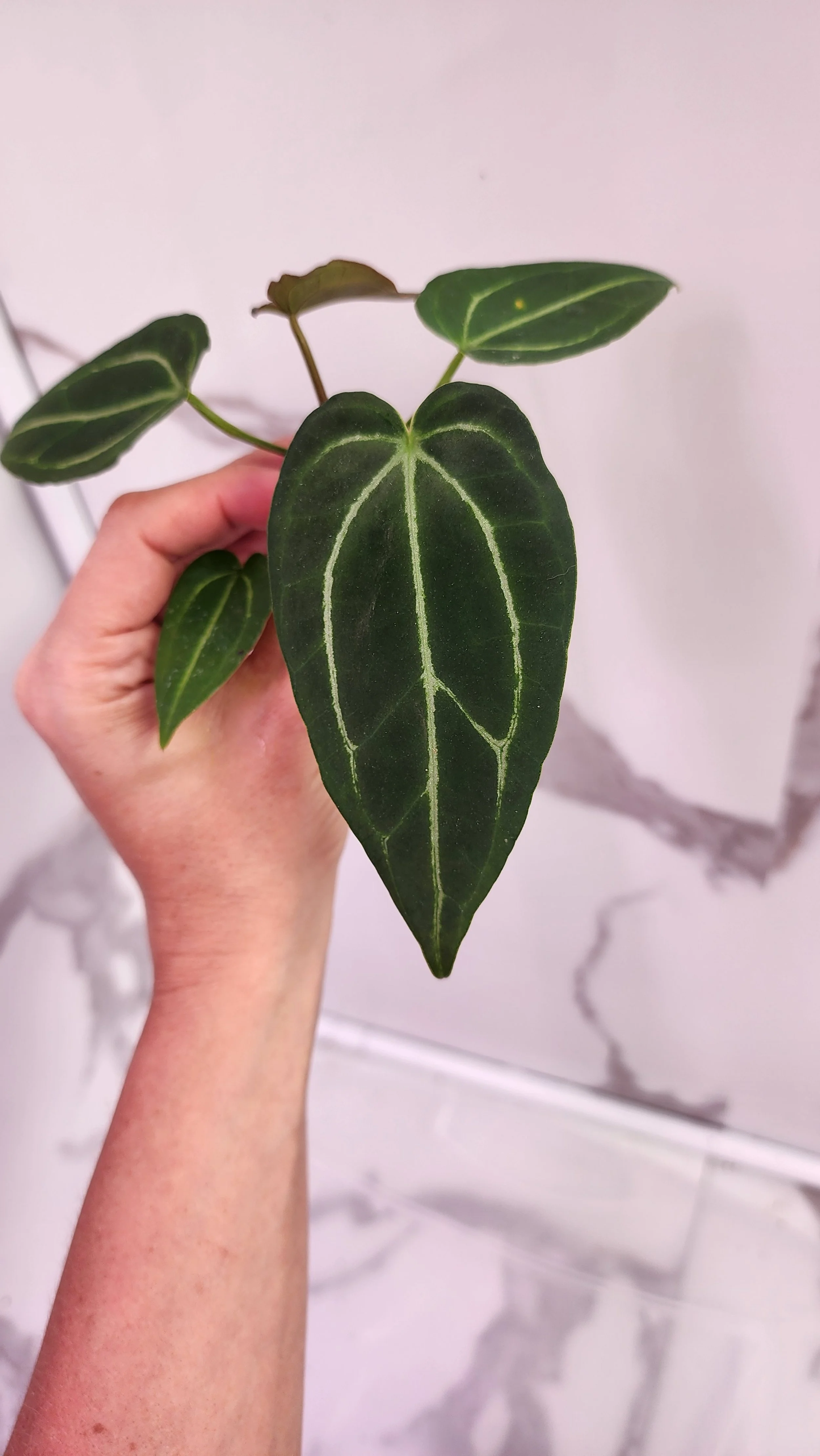 パーティを彩るご馳走や Anthurium Indo Red Spider (Forgetii x (Papillilaminum x その他観葉植物